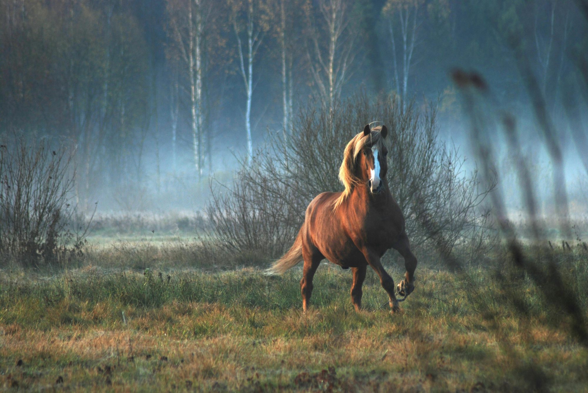 Horse running in a field in autumn