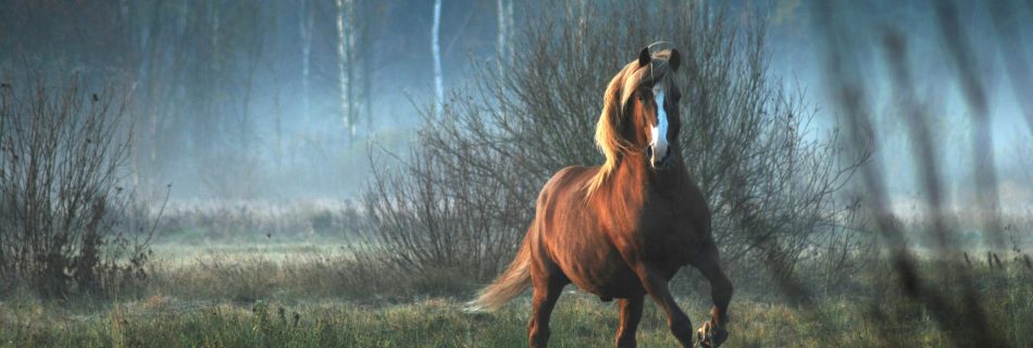 Horse running in a field in autumn