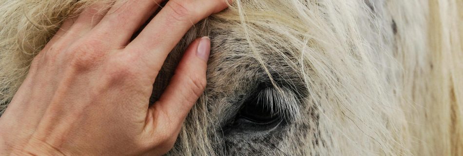 Stroking a horse's face