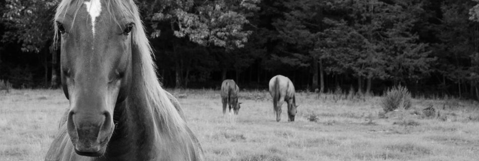 Horse in a paddock