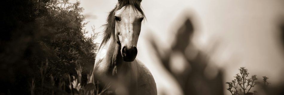 Photo of a horse looking at the camera person