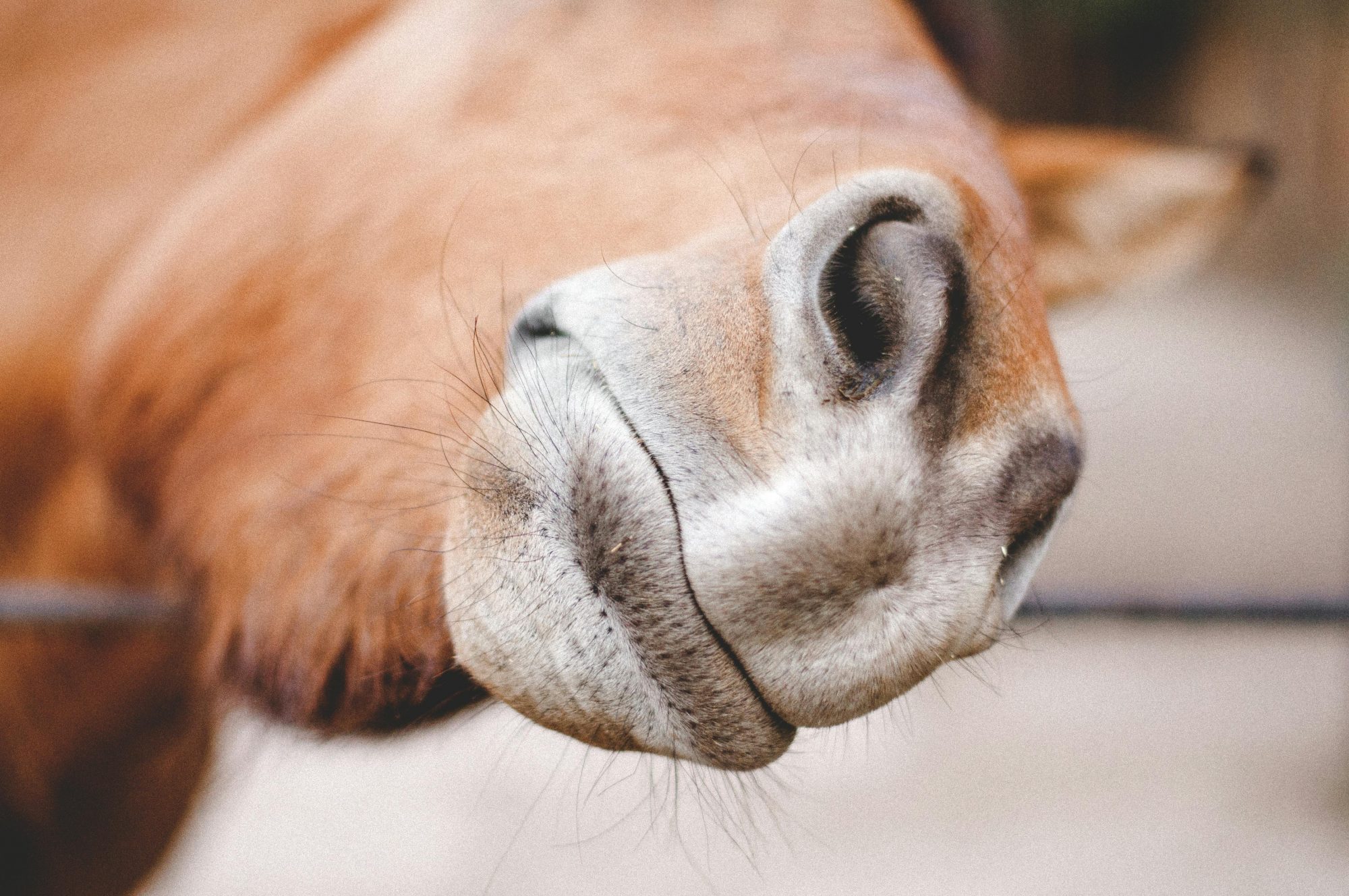 Horse muzzle