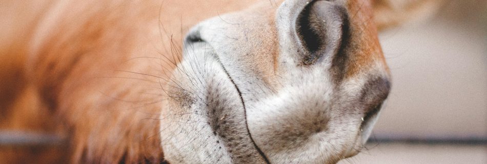 Horse muzzle