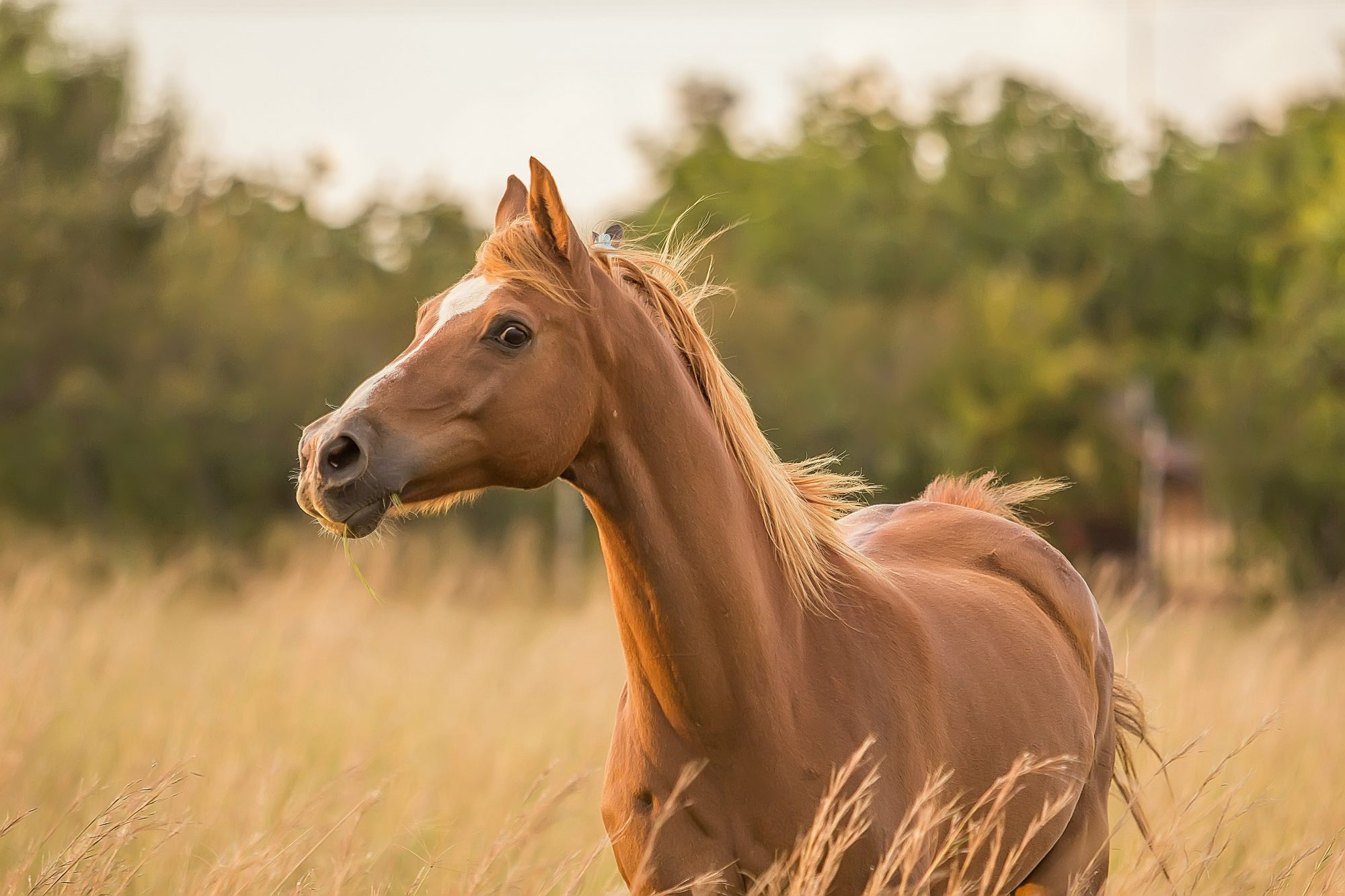 Chestnut horse on alert in a field