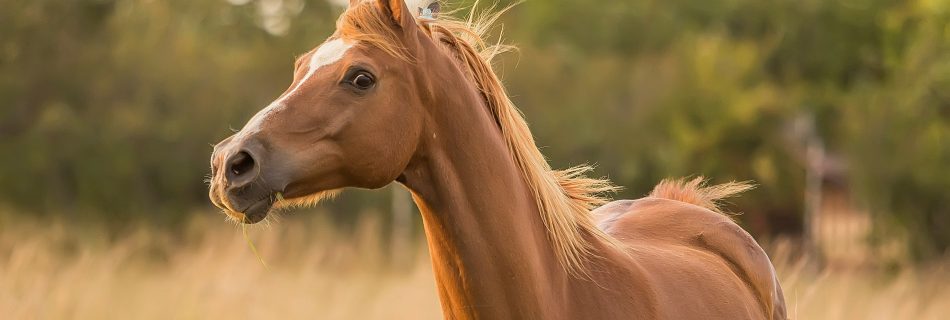 Chestnut horse on alert in a field