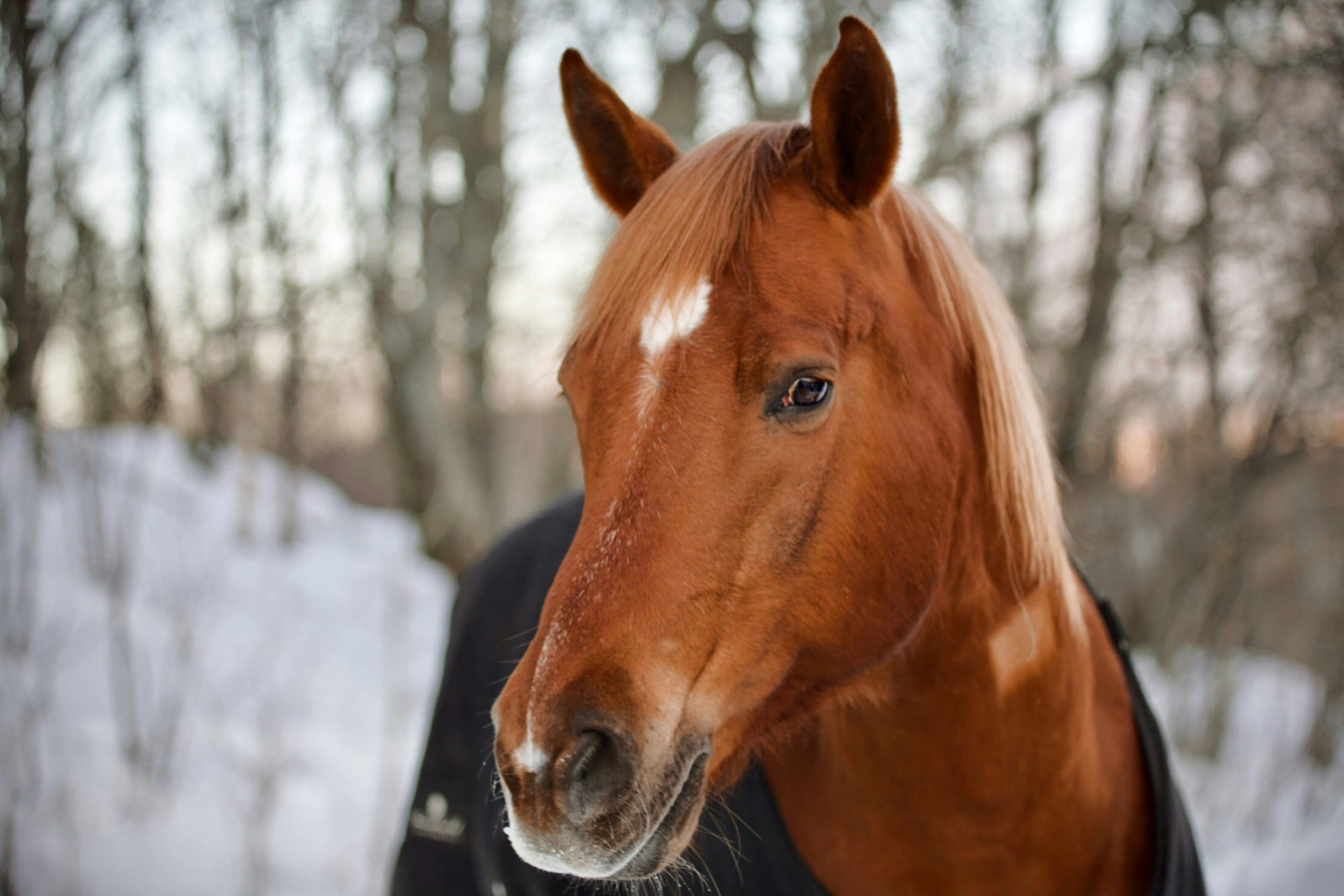 Chestnut horse wearing a dark winter turnout rug standing in a snowy, wooded landscape.