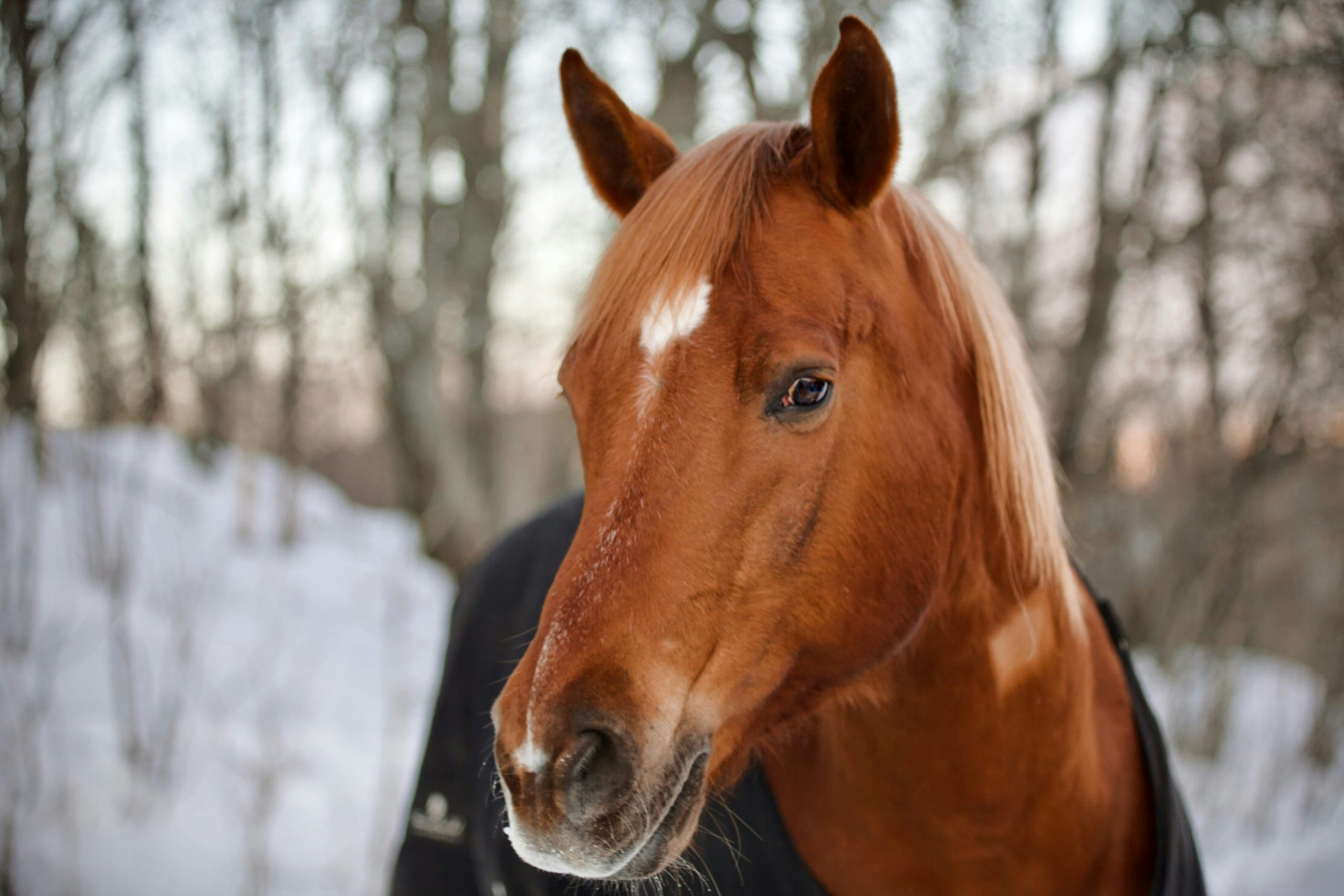 A Horse Owner’s Guide to Rug Safety and Comfort