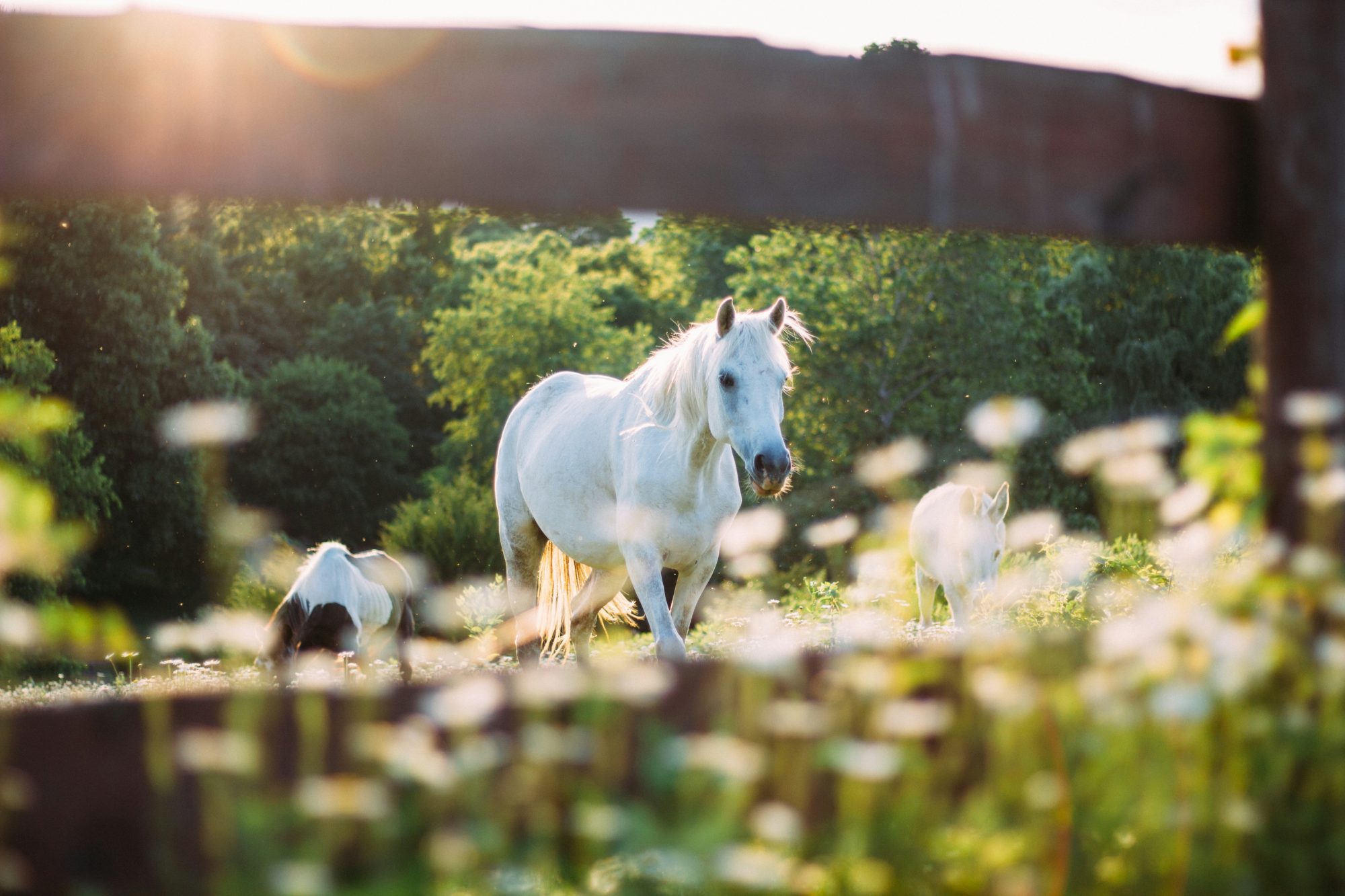 Grey horse in a sunlit paddock, representing professional holiday yard cover and horse care services.
