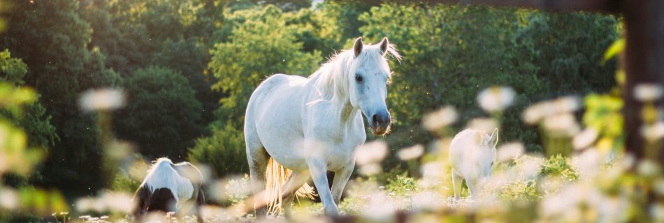 Grey horse in a sunlit paddock, representing professional holiday yard cover and horse care services.