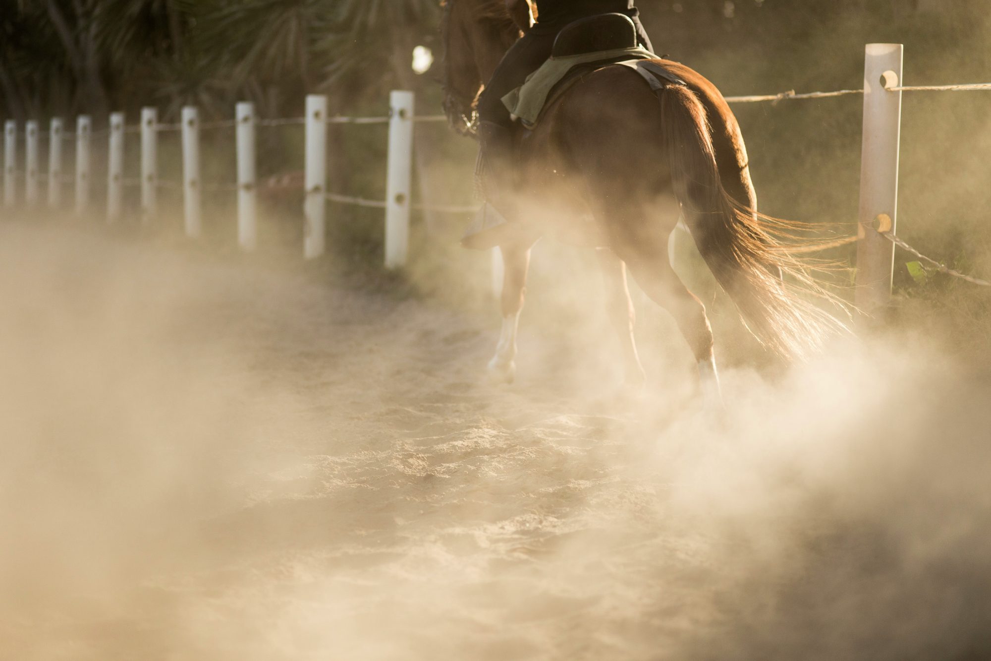 Close-up of a horse working from behind on a dry, dusty sand arena surface during a heatwave, illustrating the high-intensity nature of summer equestrian training.