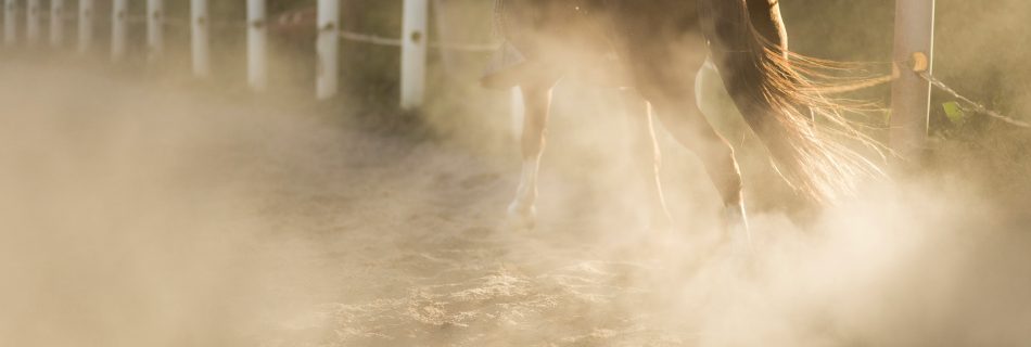 Close-up of a horse working from behind on a dry, dusty sand arena surface during a heatwave, illustrating the high-intensity nature of summer equestrian training.
