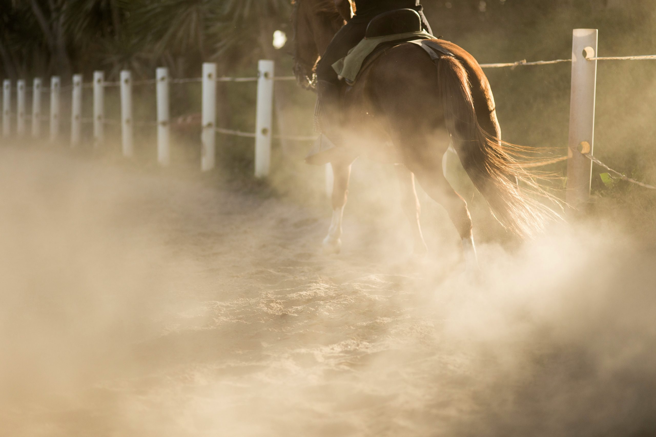 Beat the Heat: Why Horse Riding is a High-Intensity Summer Sport (And How to Stay Safe)