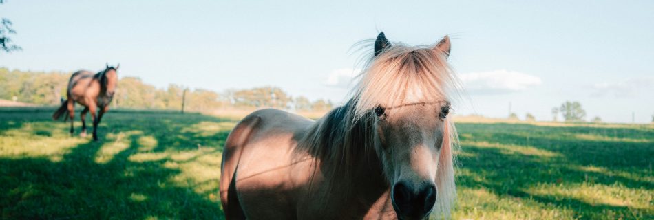 Two horses grazing in a healthy, well-managed summer pasture with good grass cover.