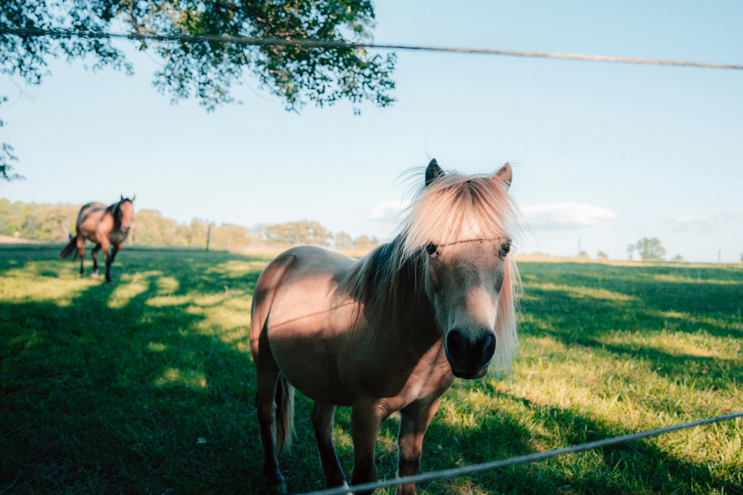 The Climate-Resilient Paddock: A UK Horse Owner’s Guide