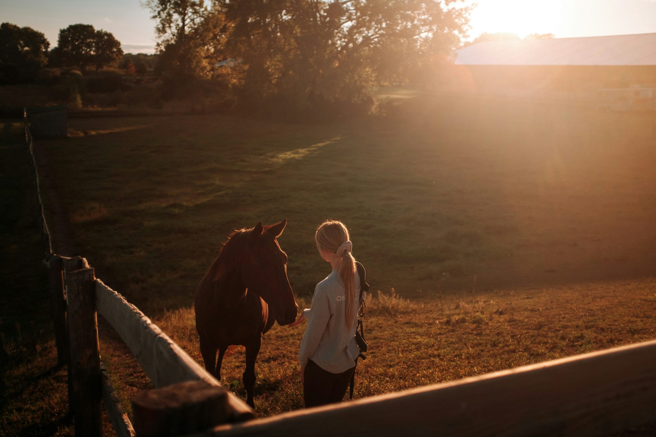 Calm or Compliant? Learned Helplessness in Horses