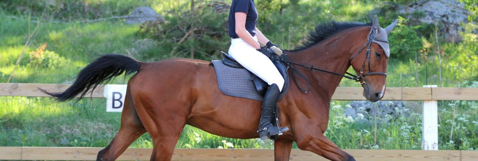 Rider practicing flatwork in an outdoor arena, illustrating reality-based integrity in equestrian coaching.